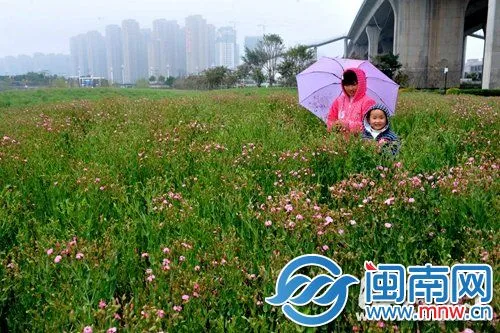 福州花海公园麦蓝菜开放 成片红花引惊叹花期仅一月