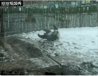 大熊猫见大雪满地打滚 乐坏了！佑佑雪地GIF动图