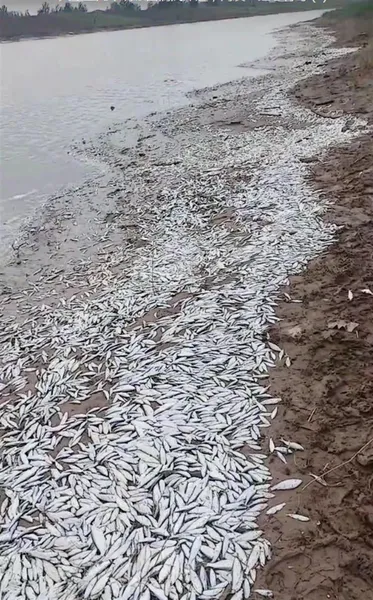 河南一地大量鱼搁浅岸边 有村民捡回家食用 官方正在调查中