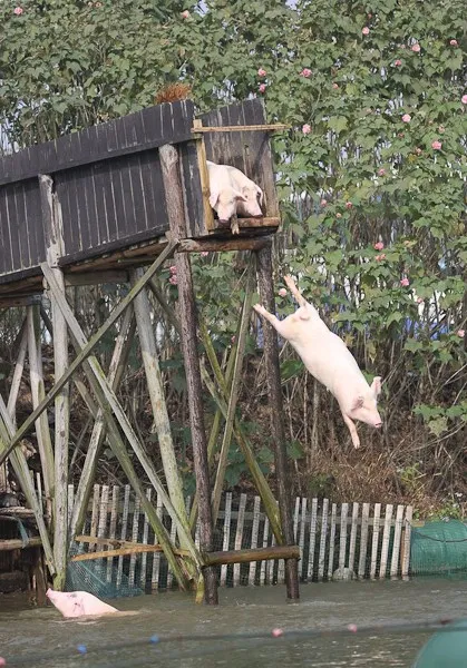 湖南农民设猪跳水台赶猪跳水 肉价高三倍