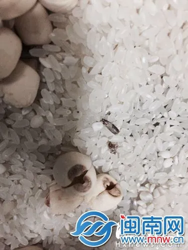 大米中的小虫，初步判定是印度谷螟