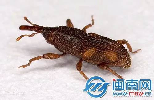 米象（资料图）