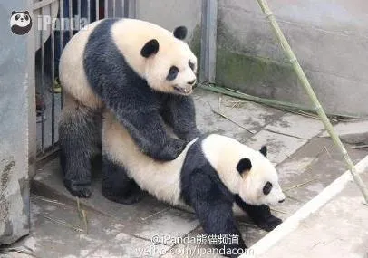 大熊猫采精被直播画面曝光 交配时长7分45秒破纪录