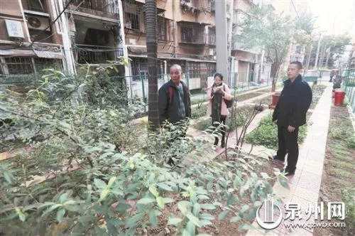 泉淮一青草药园种了50多种青草药 老中医帮把关