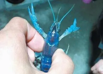 江苏现罕见蓝色小龙虾 江苏蓝色小龙虾长什么样子可以吃吗
