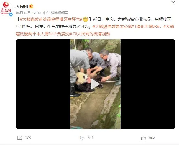 大熊猫洗澡两个半人摁半个负责洗 网友：洗个澡要三壮汉