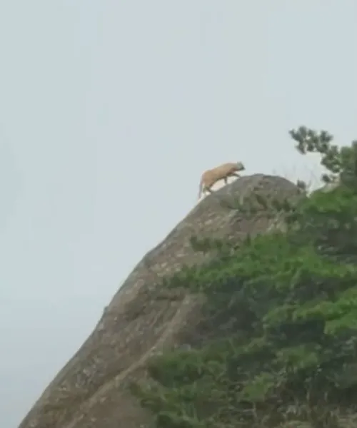 游客拍到珍稀云豹？专家：是大橘猫 是典型的猫