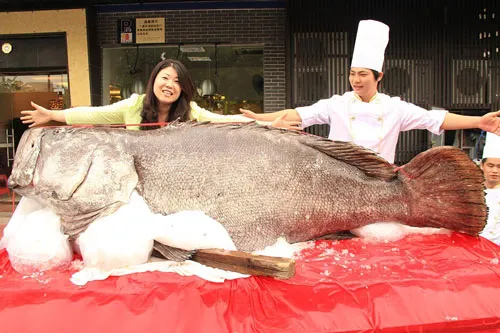 683斤重巨型石斑鱼现东莞一饭店 破纪录堪称鱼王
