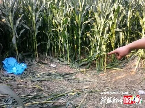 13岁少女上学途中丧命玉米地 裤子被脱下满脸血迹（图）