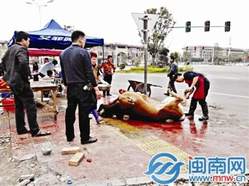 漳州市区一路口当街宰牛宰猪 场面血腥市民难接受
