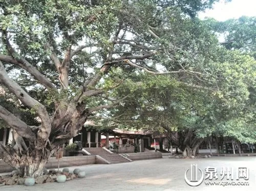 泉州少林寺大雄宝殿前“少林朝音树” 已有250多年历史(图)
