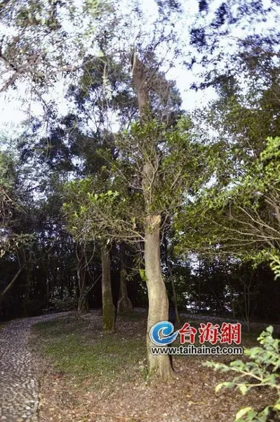 漳州“市树”终于出炉 香樟、相思两种树入选