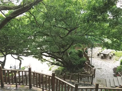 东山岛古榕树多姿多彩 600多年参天古榕独木成林
