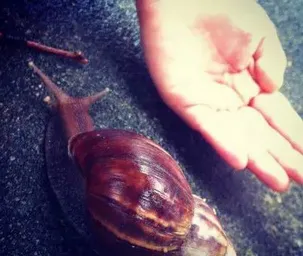 泉州现七八厘米高非洲大蜗牛 会吃同伴尸体（图）