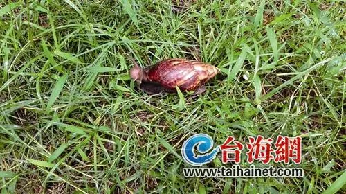 路边硕大“花螺”是非洲大蜗牛不能吃 误食会危及人体健康