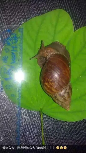 这么大个的蜗牛你见过吗？体长达9厘米(图)