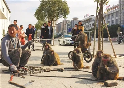 “猴戏”流行于漳州民间 敲锣打鼓训猴有学问