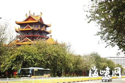 工业路的羊蹄甲开得稀稀拉拉