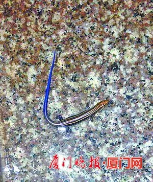 店里洗手间闯进一只“蓝尾怪” 长尾巴像蛇又像蜥蜴