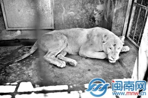 泉州野生动物园新动物：小白狮乖似猫 大棕熊脾气暴