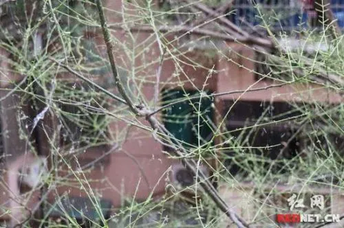 树叶已经被虫子咬光。