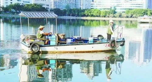 别盲目放生!厦门筼筜湖是咸水湖放生淡水鱼相当于杀生