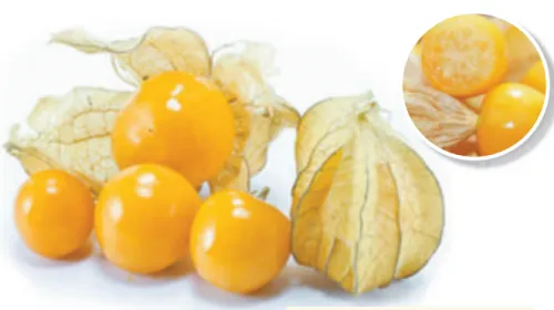 菇娘果出现在厦门市场 7月至9月为上市旺季