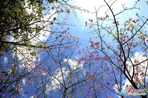 晋江双龙路：“美人”花开 惊艳晋江