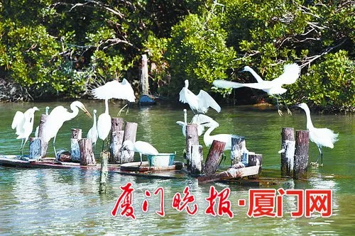 厦门筼筜湖:每天吸引80多只鹭鸟来此觅食