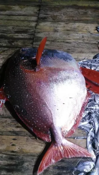 渔民捕获月亮鱼拍卖3890元 200斤月亮鱼怎么抓到 月亮鱼是什么