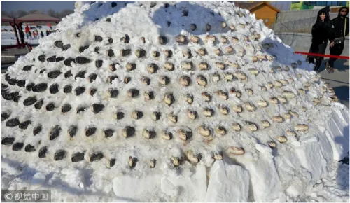 沈阳5000斤大鱼垒成雪塔保鲜 摆放10层鱼寓意十全十美