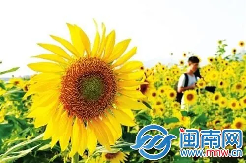 昆明市学考网：2019昆明中考成绩查询入口时间 昆明中考怎么录取