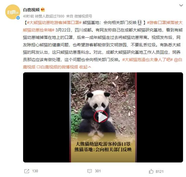 大熊猫幼崽吃游客掉落口罩 后来被成年熊猫带离