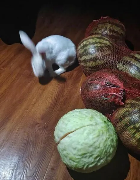 兔子咬西瓜一千多口没吃到瓤 网友：西瓜都啃成包菜了