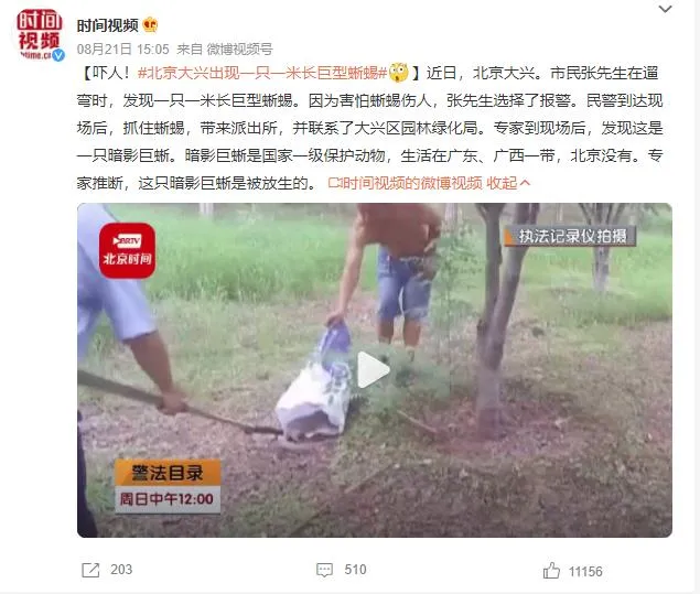北京大兴出现一只一米长巨型蜥蜴 专家：被放生的