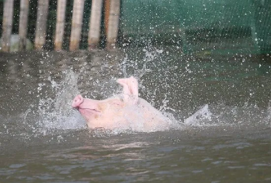 湖南农民设猪跳水台赶猪跳水 肉价高三倍