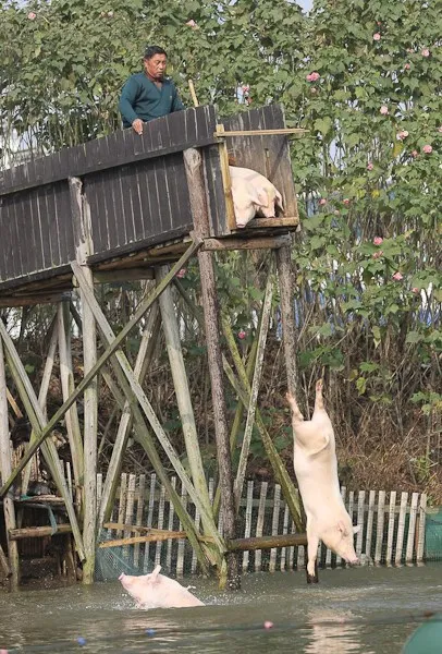 湖南农民设猪跳水台赶猪跳水 肉价高三倍