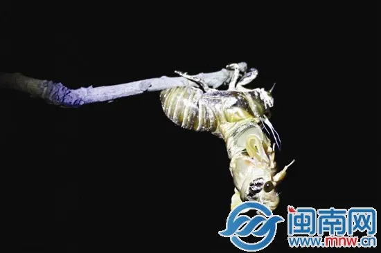 半身挣脱